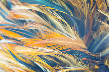 Naklejki  Beautiful color chicken feather pattern texture background