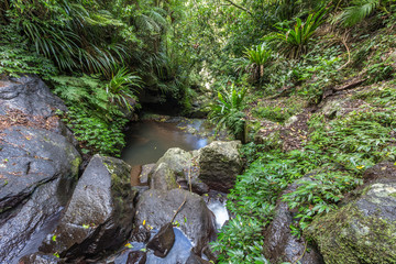 Rainforest Stream