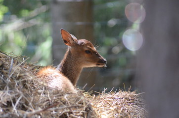Animaux