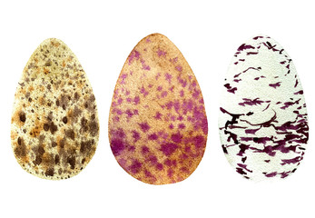 collection of abstract watercolor eggs, vector