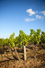 Fototapeta na wymiar Vignoble au soleil, vigne de France.