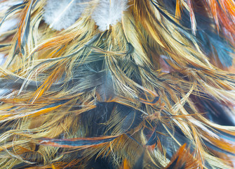 Beautiful close up chicken feather pattern texture background