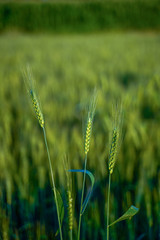 indian agriculture, wheat field india.