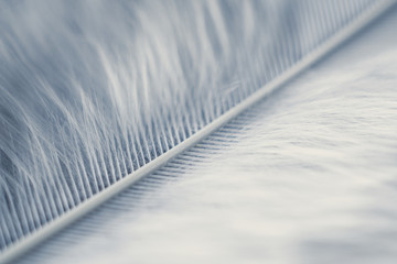 Closeup macro of white bird feather. Natural abstract texture forming monochromatic background.