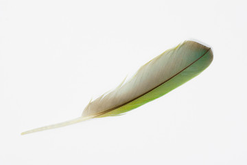 Beautiful green macaw parrot lovebird feather isolated on white background