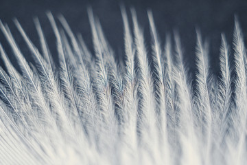 Closeup macro of white bird feather. Natural abstract texture forming monochromatic background.