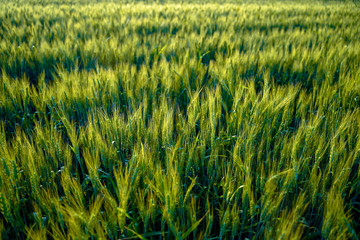 indian agriculture, wheat field india.