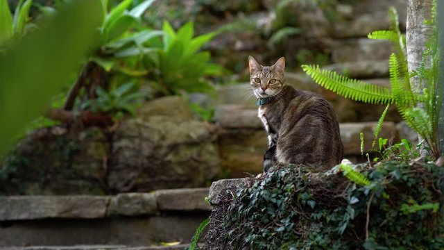 A cat is seating on a stone staircase framed with green plants of firn, succulents and ivy.