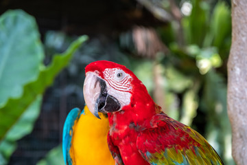 Blue scarlet macaw the name of this bird, known as true parrot and scientific name is psittacoidea