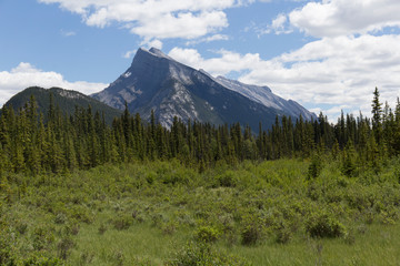 Landscape of stunning forests with huge pine trees in the mountains of Canadian National Parks, during the summer