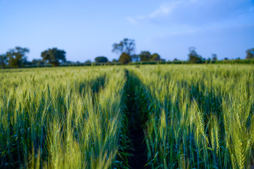 indian agriculture, wheat field india.