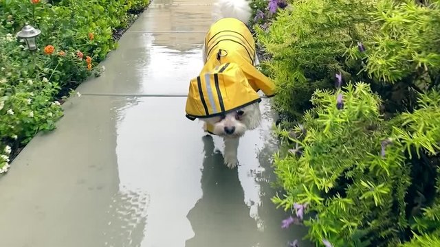 Maltese dog in yellow rain jacket walking on path in rain, slow motion