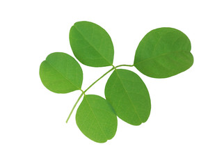 leaf green pattern on white background with clipping path