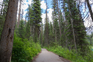 dirt roads leading into the forest