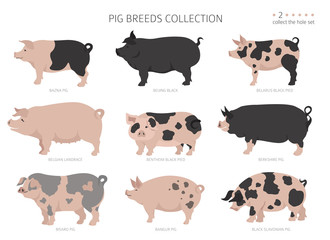 Pig breeds collection 2. Farm animals set. Flat design