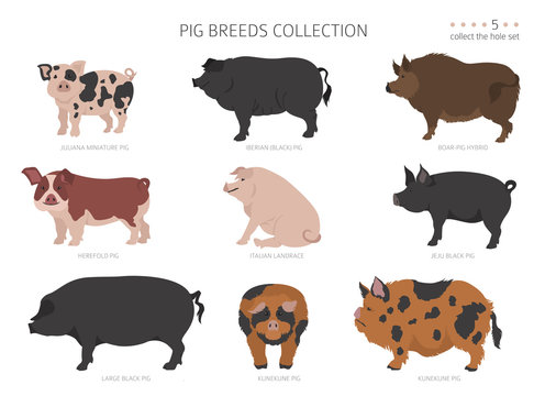 Pig breeds collection 5. Farm animals set. Flat design