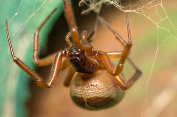 araña