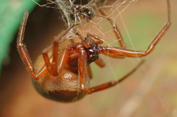araña