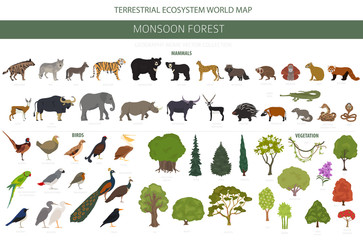 Monsoon forest biome, natural region infographic. Terrestrial ecosystem world map. Animals, birds and vegetations design set © a7880ss