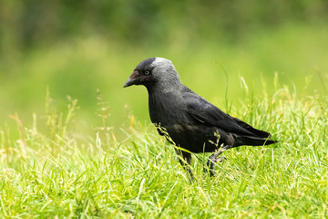 Stalking Jackdaw