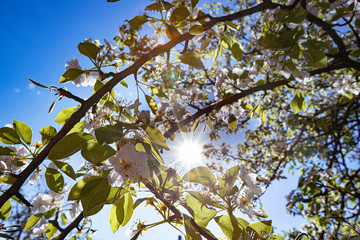 the sun through the branches of a flowering pear