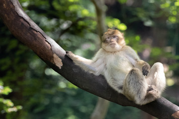 Relaxing Macaque