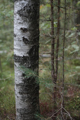 Tree trunk in a forest landscape