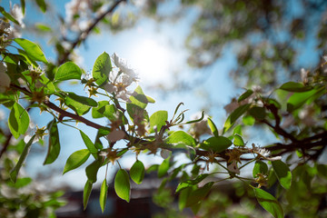 beautiful sunny day through the branches of a pear