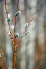 willow in the forest © Irina