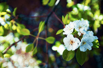 beautiful white flowers on a tree