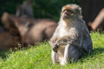 Content Macaque