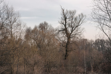 Obraz na płótnie Canvas Old big tree sticks out of the forest against the sky
