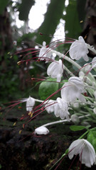 white flower in the snow