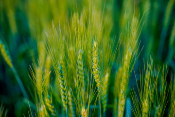 indian agriculture, wheat field india.