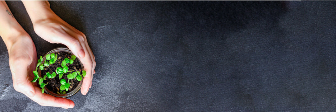 basil, young plant green seedlings, microgreens Menu concept. food background. top view copy space for text keto or paleo diets