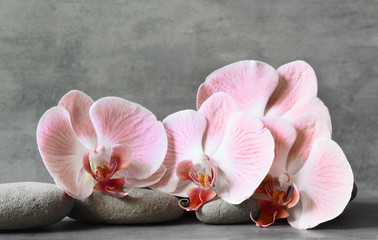 Spa stones on gray background with orchids.