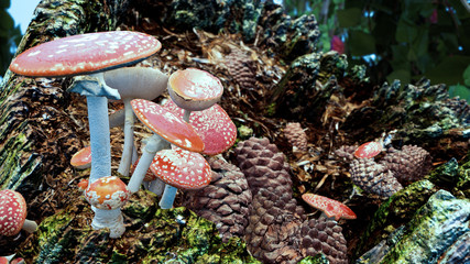 red mushroom fly-agaric in the forest