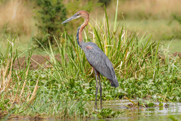 Goliath heron (Ardea goliath) or giant heron, a wading bird of the heron family, Ardeidae,...