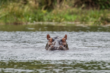 The common hippo (Hippopotamus amphibius), Murchison Falls National Park, Uganda.