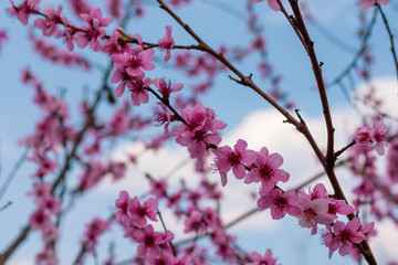 Beautiful blooming peach tree in early spring. Spring background - peach tree buds and flowers, blossomed on a sunny day