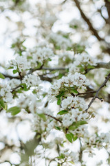 White pear blossom bud fertile, pear tree in spring, sunny day, blue sky