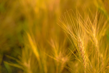 indian agriculture, wheat field india.