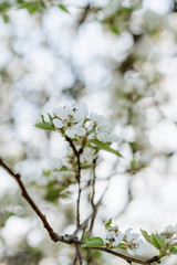 White pear blossom bud fertile, pear tree in spring, sunny day, blue sky