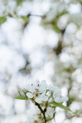 White pear blossom bud fertile, pear tree in spring, sunny day, blue sky