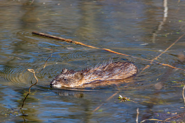 Muskrat looking for Food