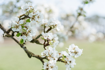 White pear blossom bud fertile, pear tree in spring, sunny day, blue sky