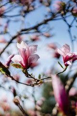 Aiew of beautiful magnolia with blue sky background