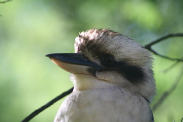 Kookaburra soulful eyes 