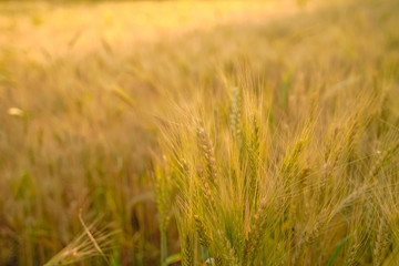 indian agriculture, wheat field india.