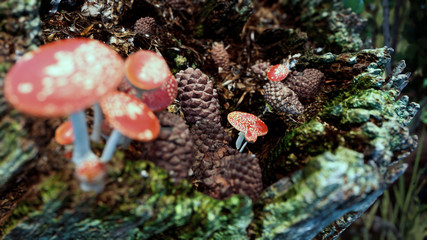 wild mushroom fly agaric in the forest